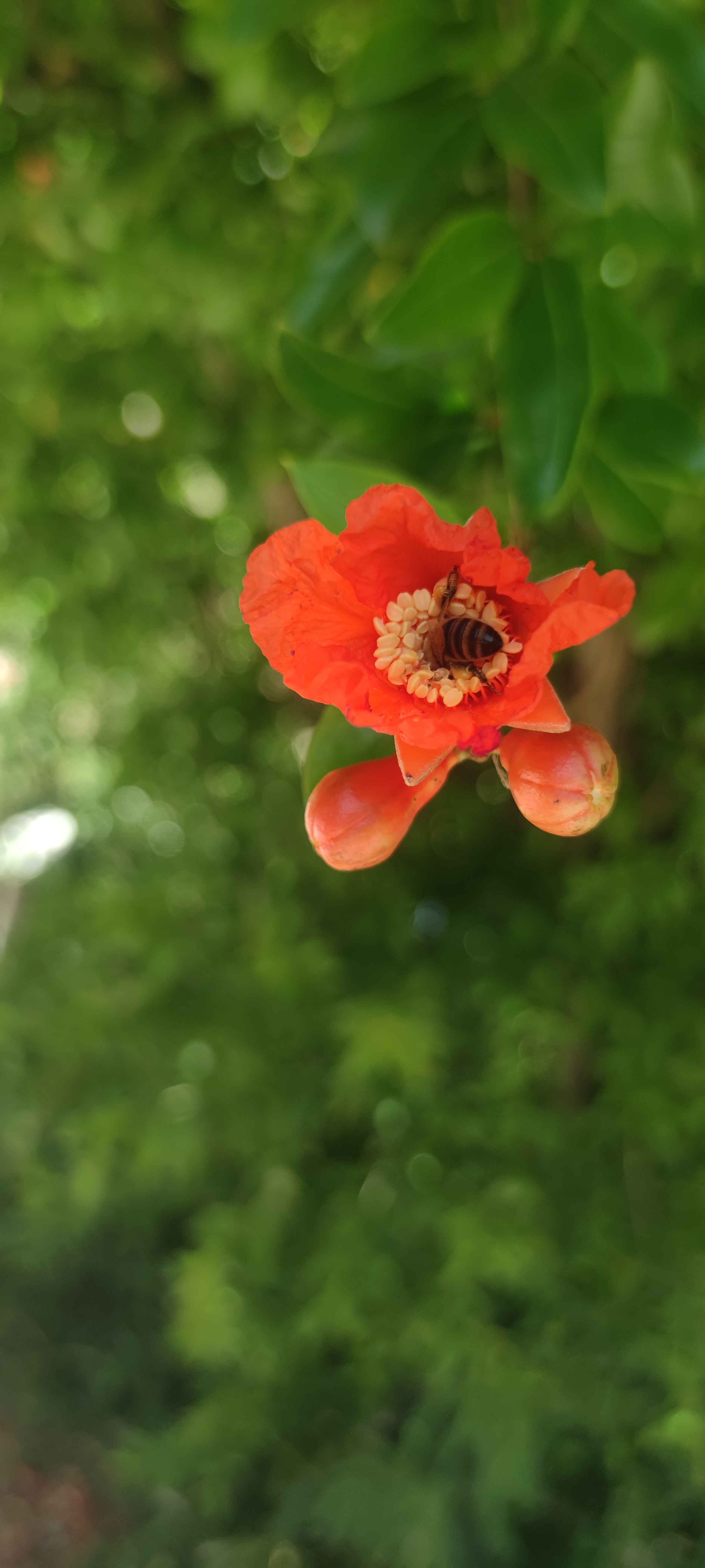 Une abeille dans une fleur