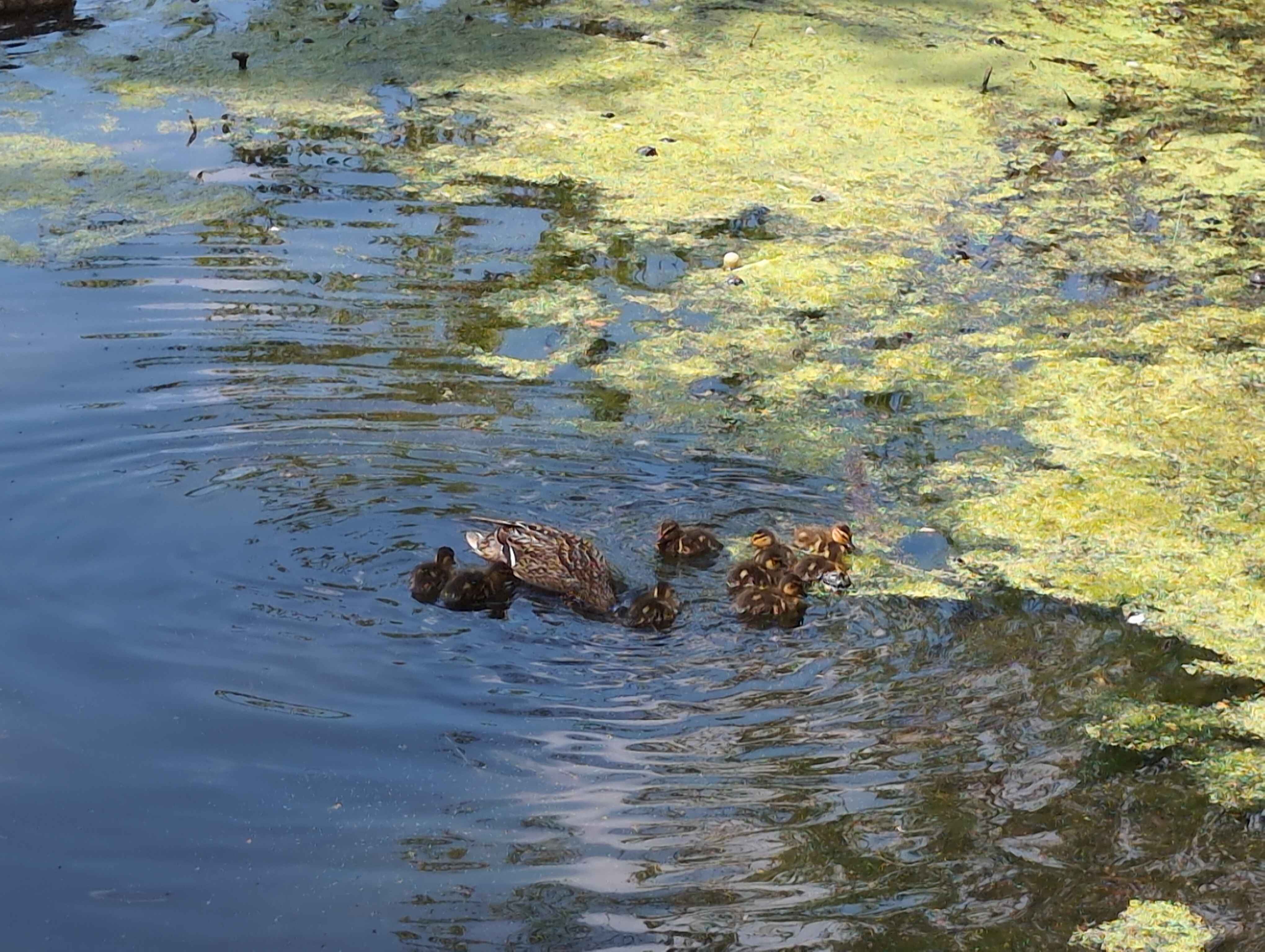 Famille de canard