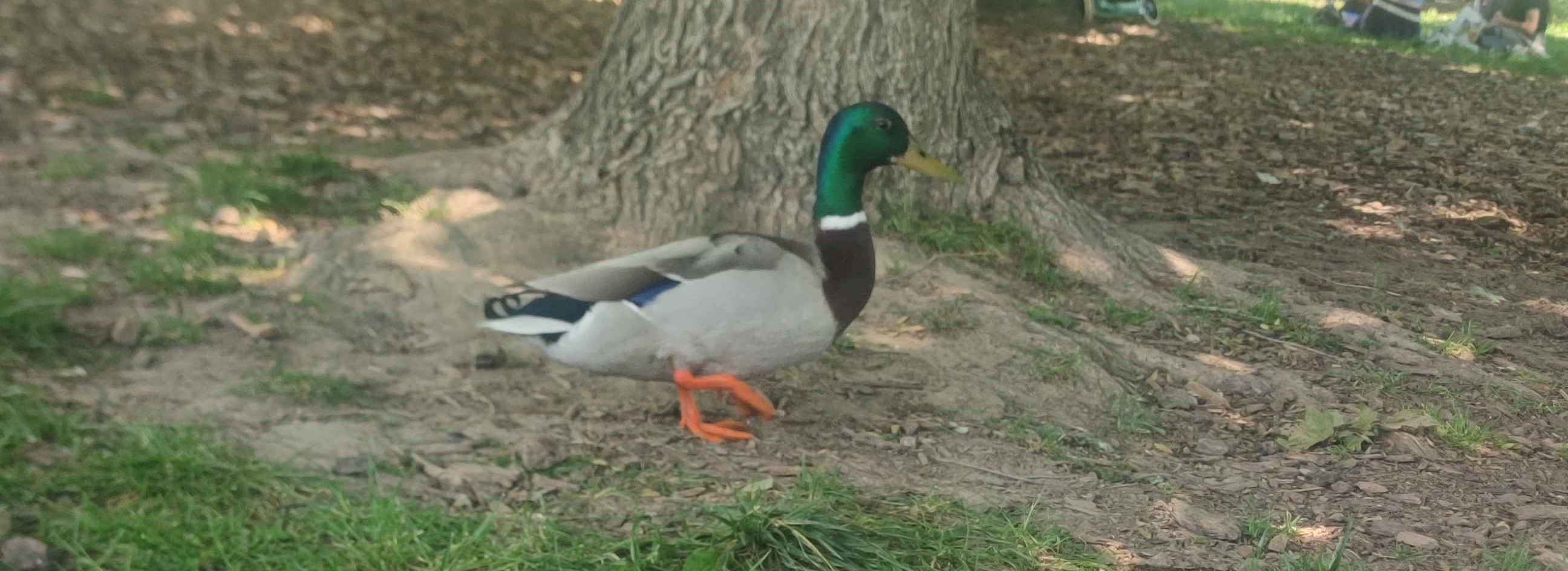 Canard