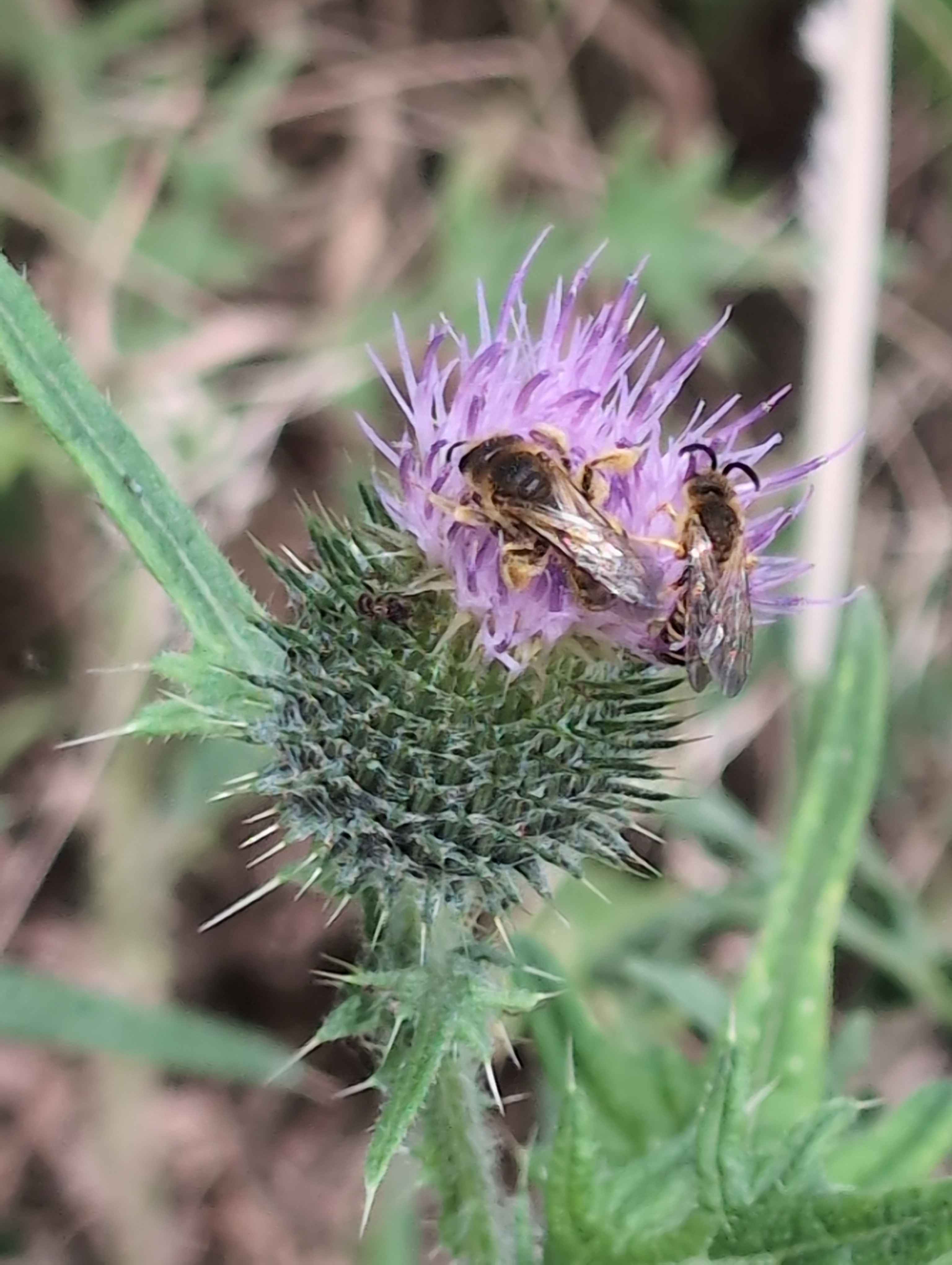 Deux abeilles qui buttinent